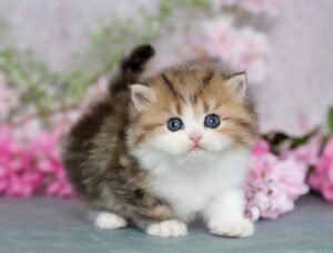 persian cat