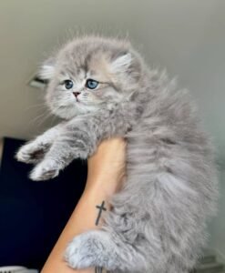 persian cat