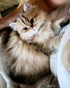 persian cat