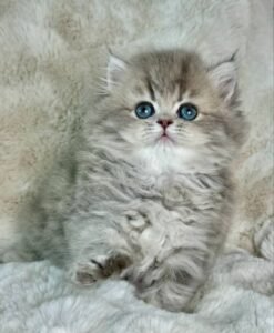persian cat
